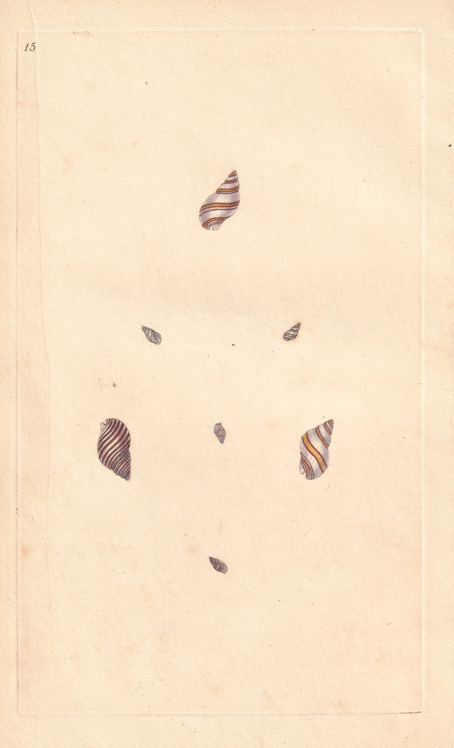Buccinum Lineatum