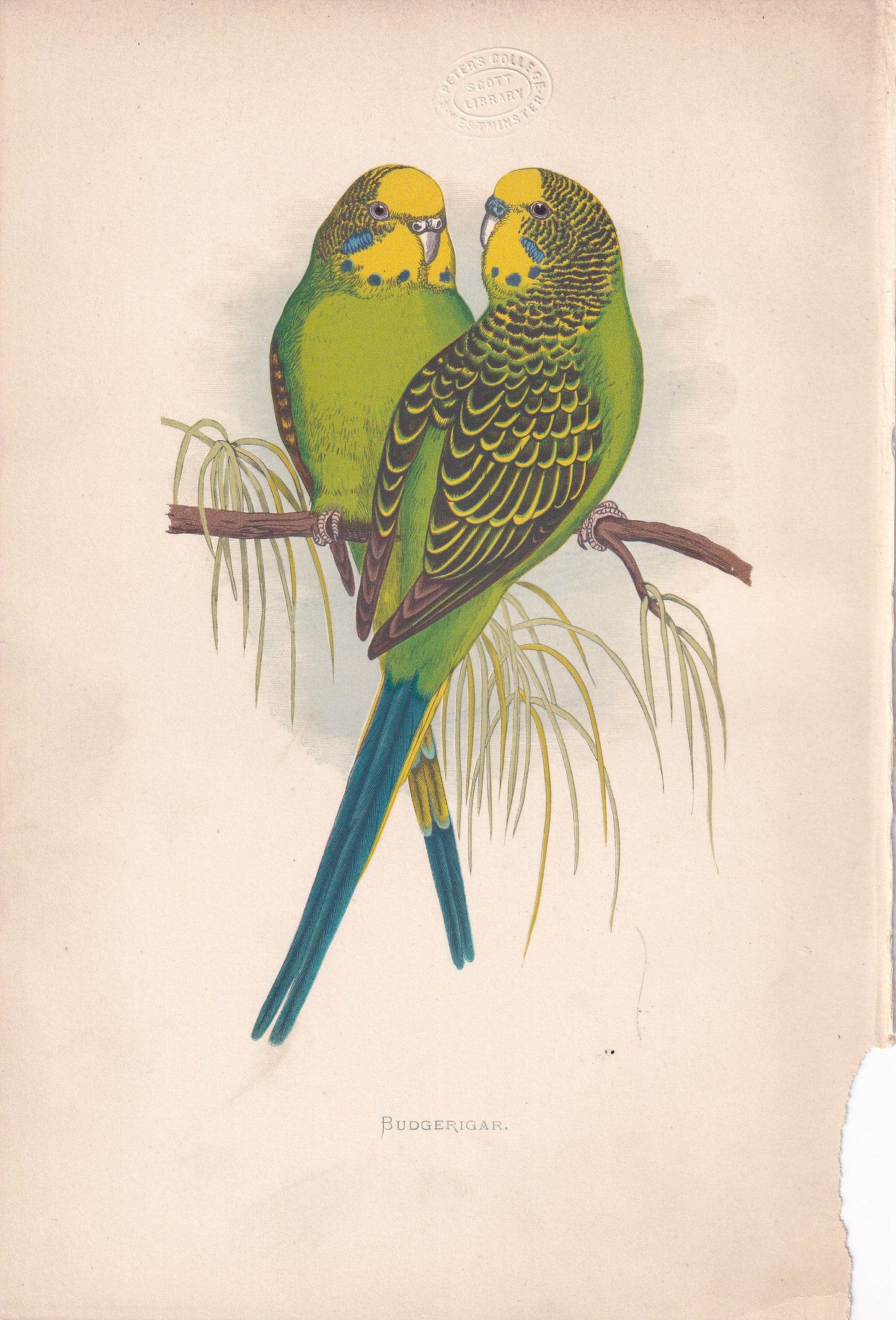 Budgerigar