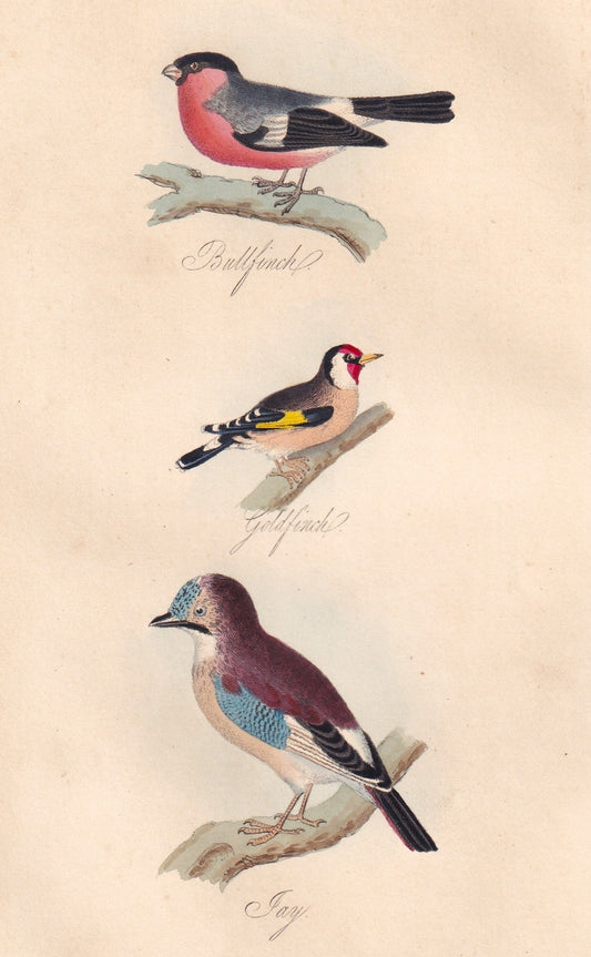 Bullfinch, Goldfinch and Jay