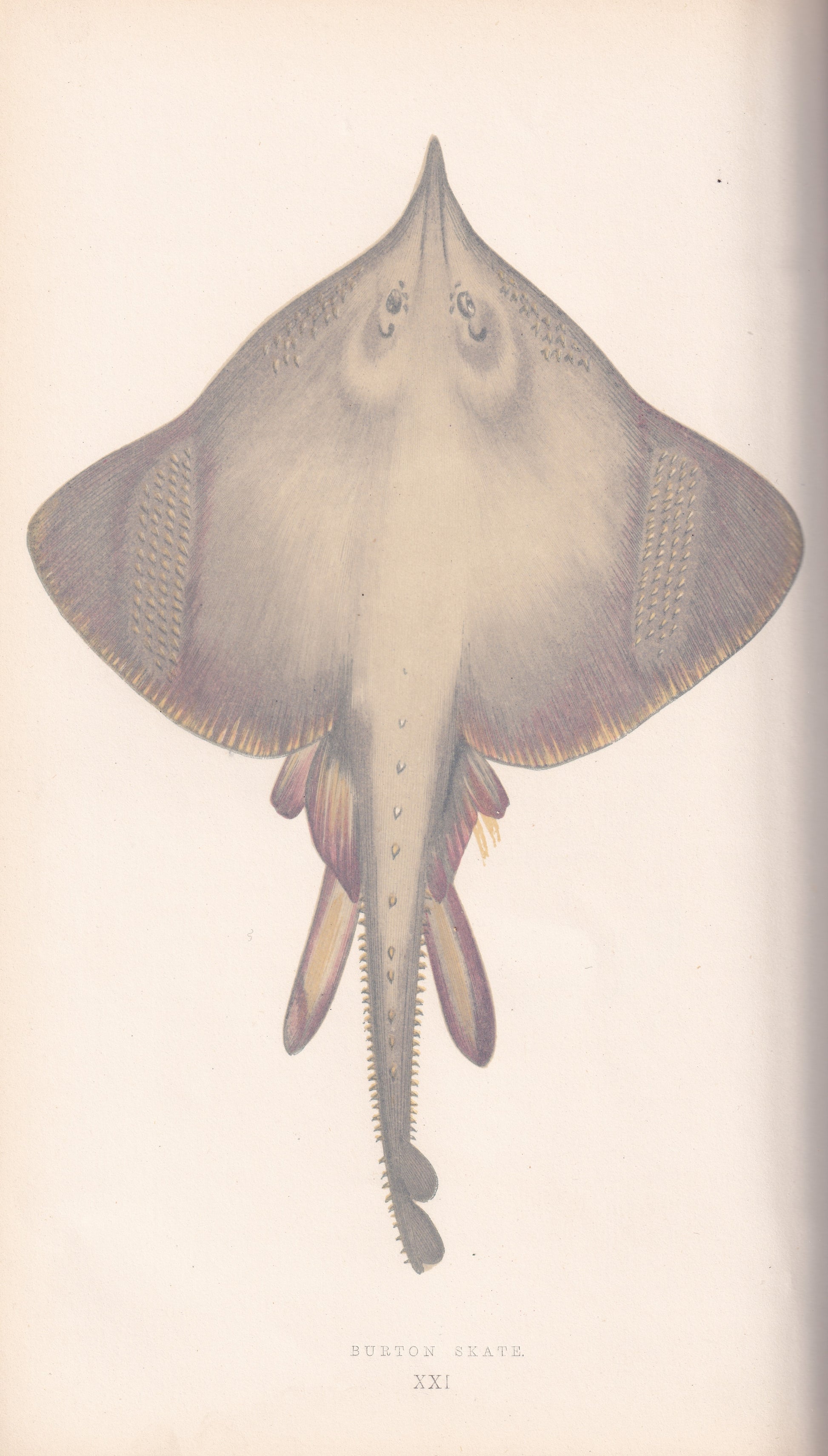 Hand coloured fish prints, Antique fish prints, Vintage fish prints, Original fish prints, Hand-colored ichthyology prints, Fish art prints, Fish lithographs, Fish engravings 