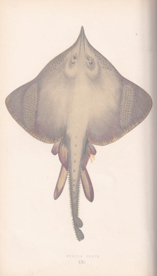 Hand coloured fish prints, Antique fish prints, Vintage fish prints, Original fish prints, Hand-colored ichthyology prints, Fish art prints, Fish lithographs, Fish engravings 