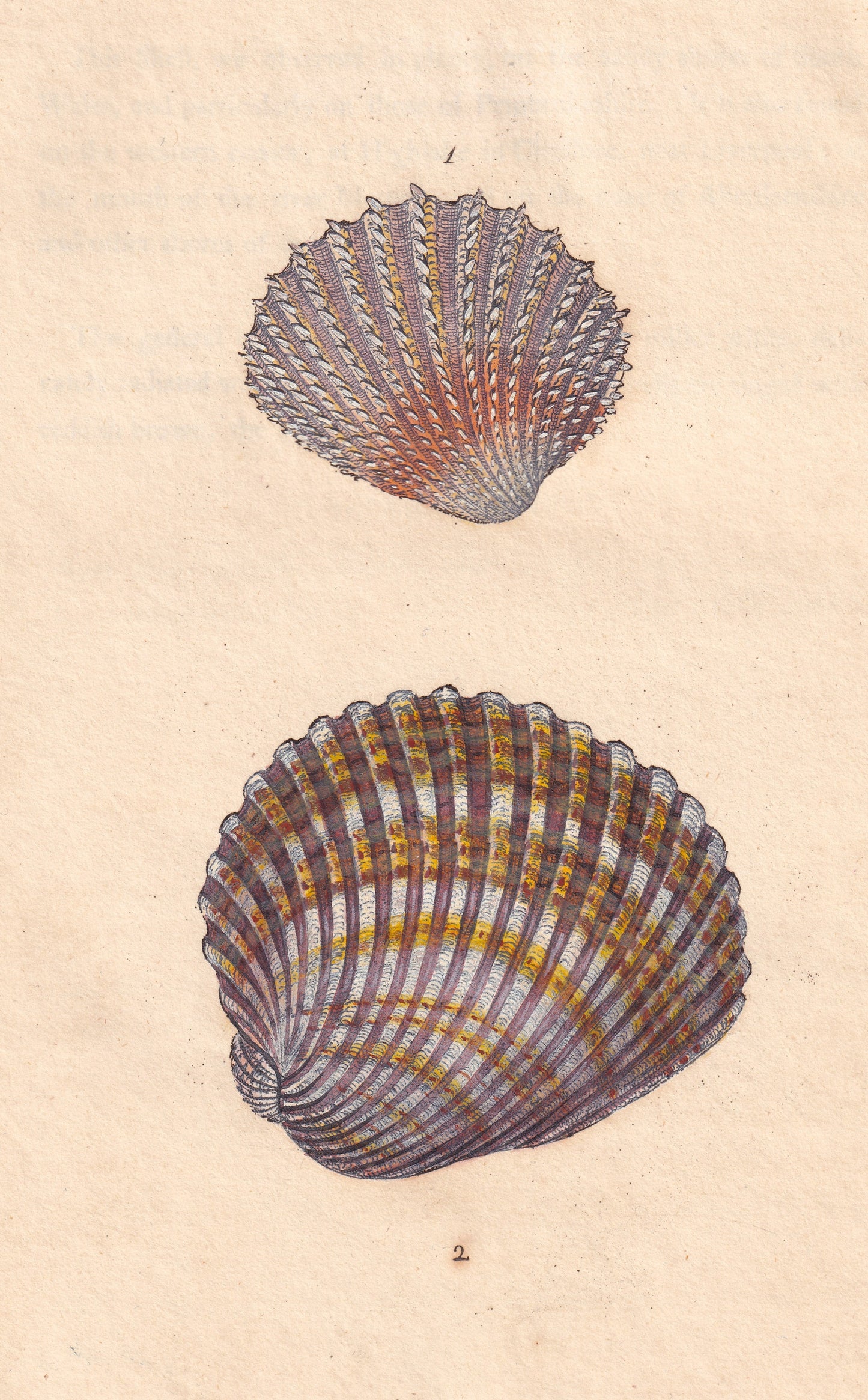 Cardium Echinatum