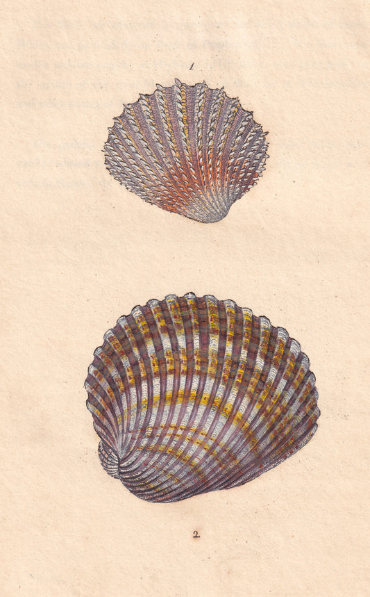 Cardium Echinatum