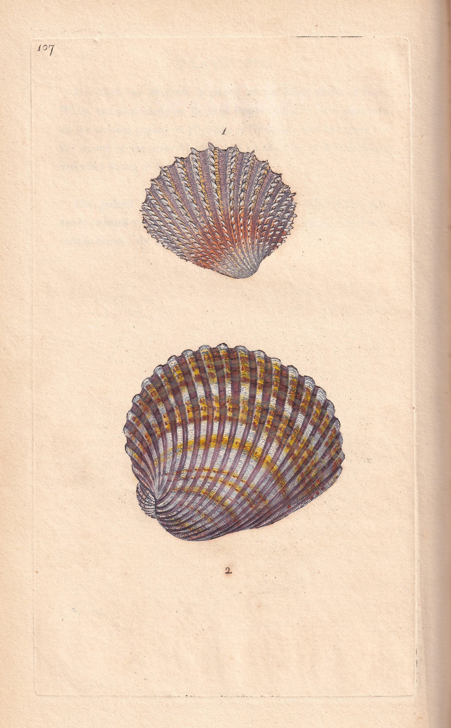 Cardium Echinatum