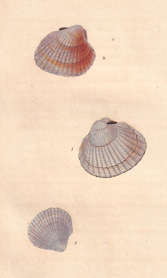Cardium Edule