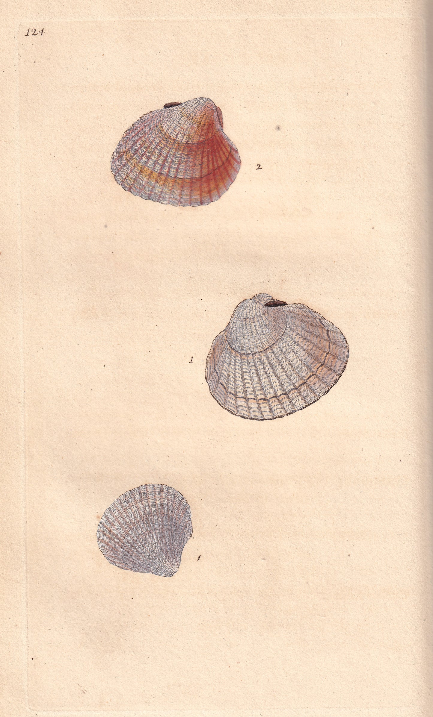 Cardium Edule