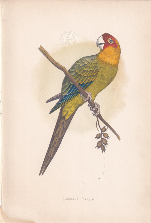 Carolina Parrot