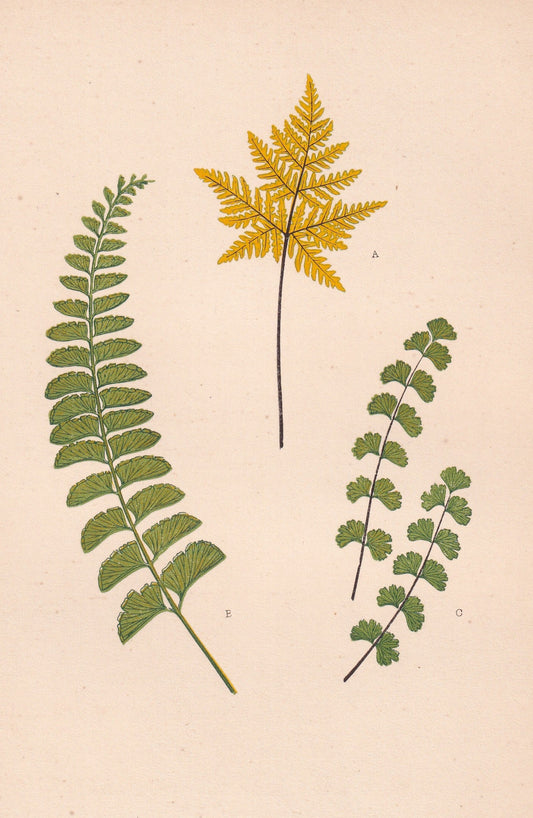Cheilanthes Borsegiana