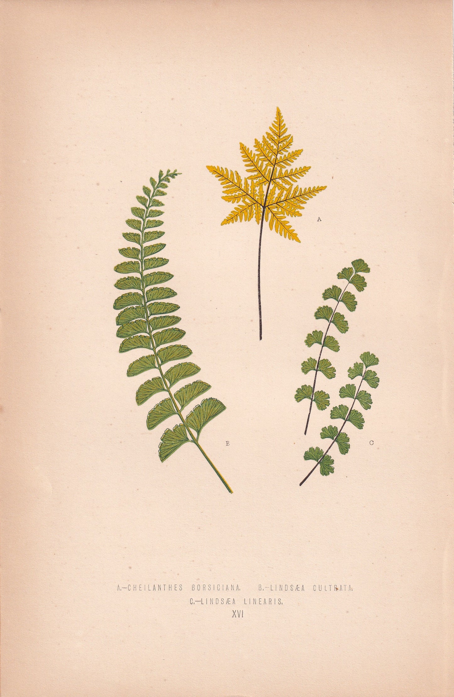 Cheilanthes Borsegiana