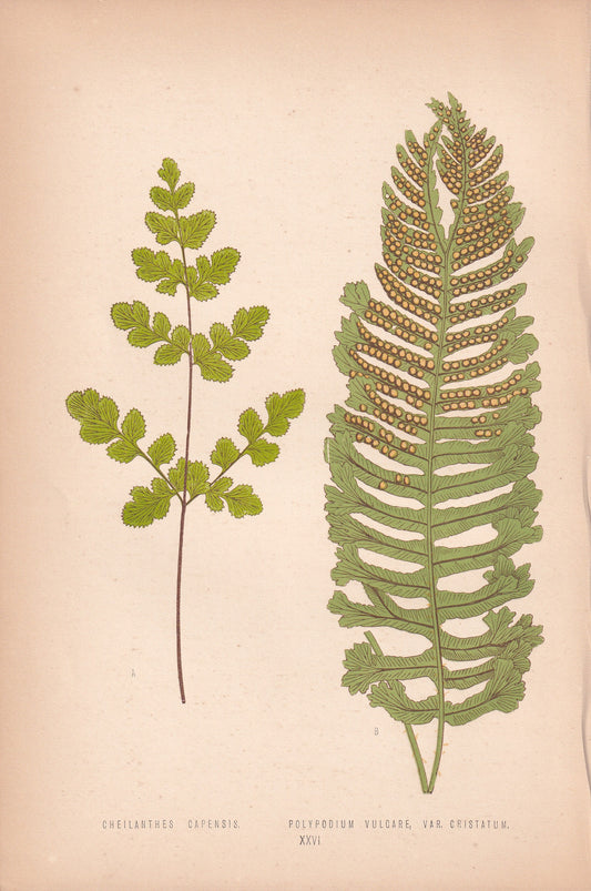 Cheilanthes Capensis