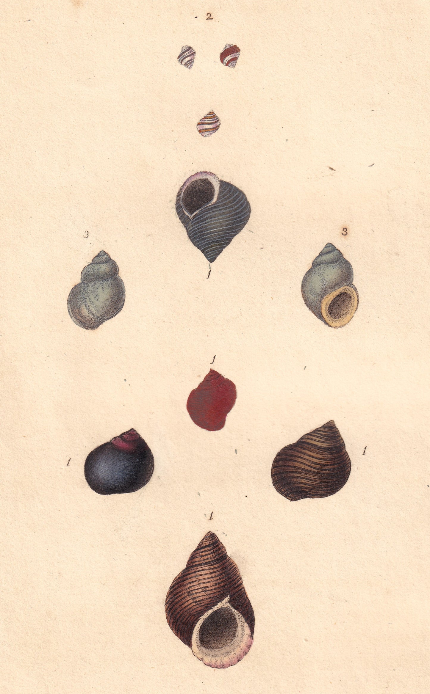 Common Periwinkle