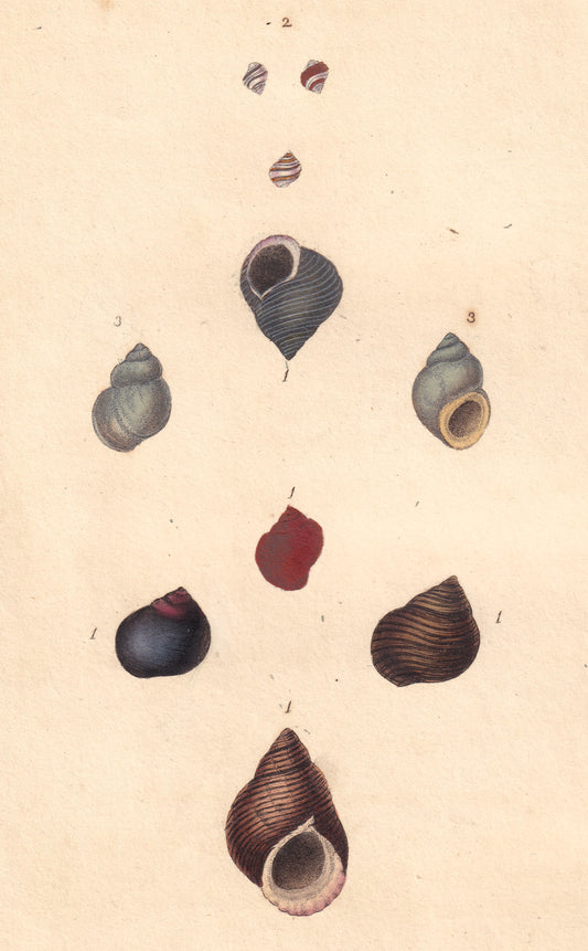 Common Periwinkle