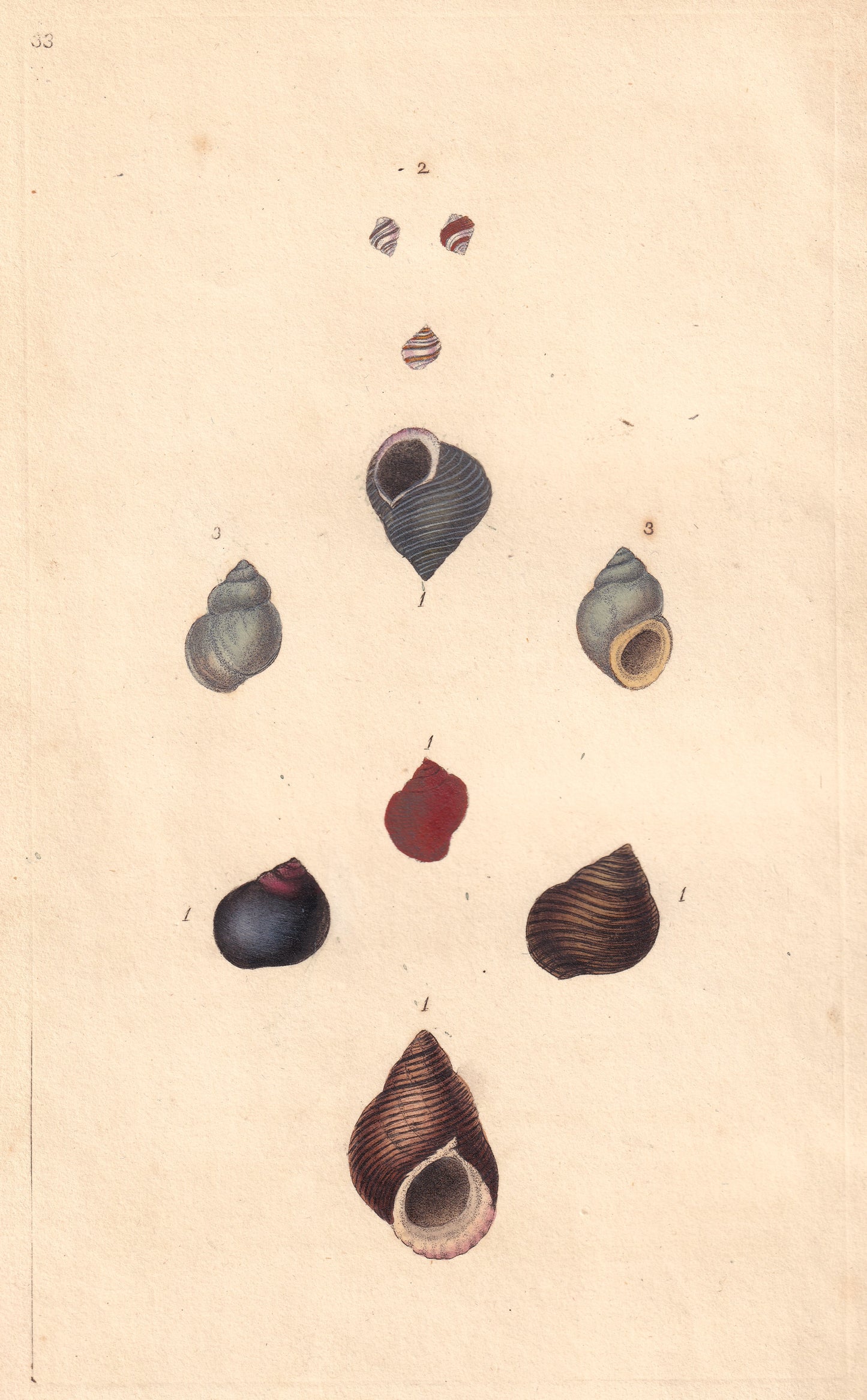 Common Periwinkle