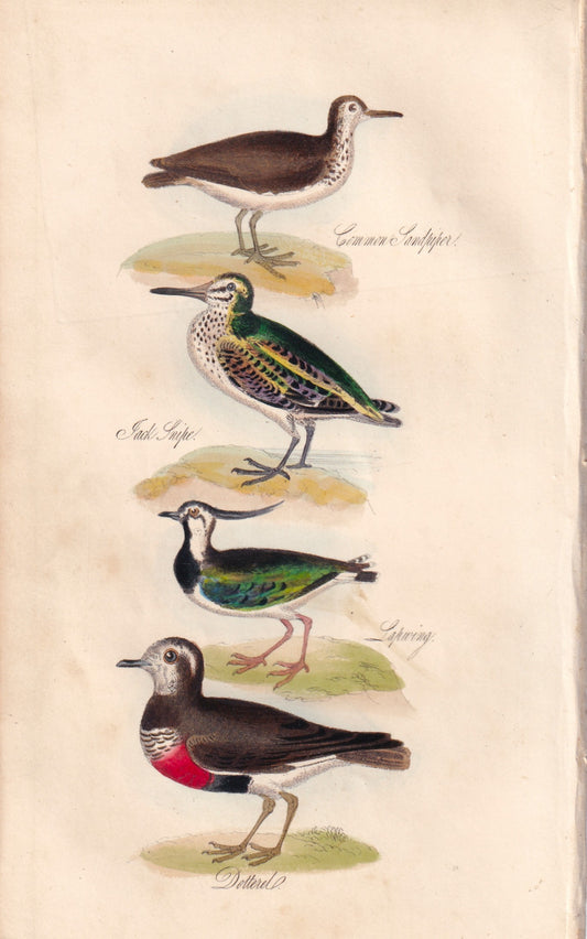 Common Sandpiper, Jack Snipe, Lapwing, Dotteral