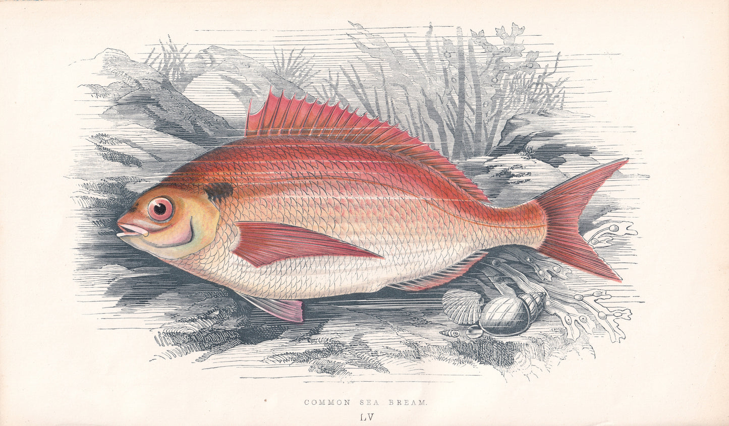 Common Sea Bream