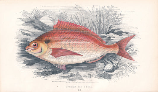 Common Sea Bream
