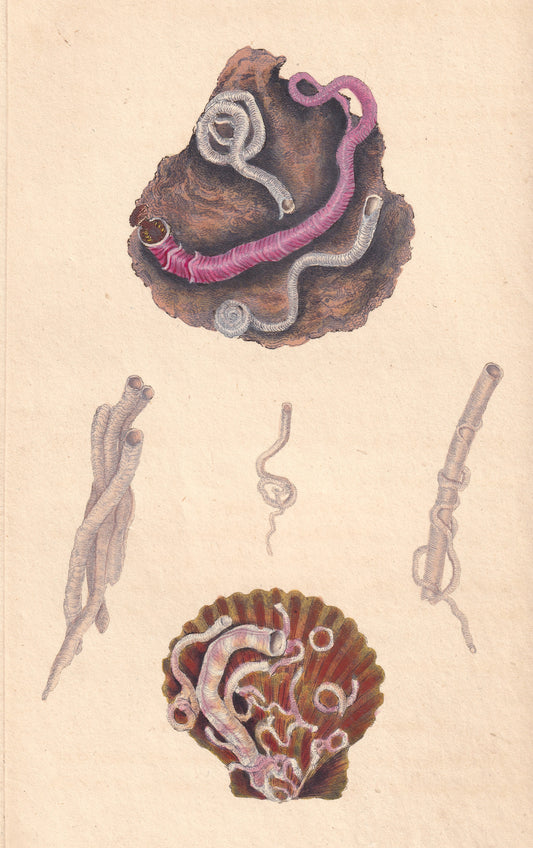 Common Serpula