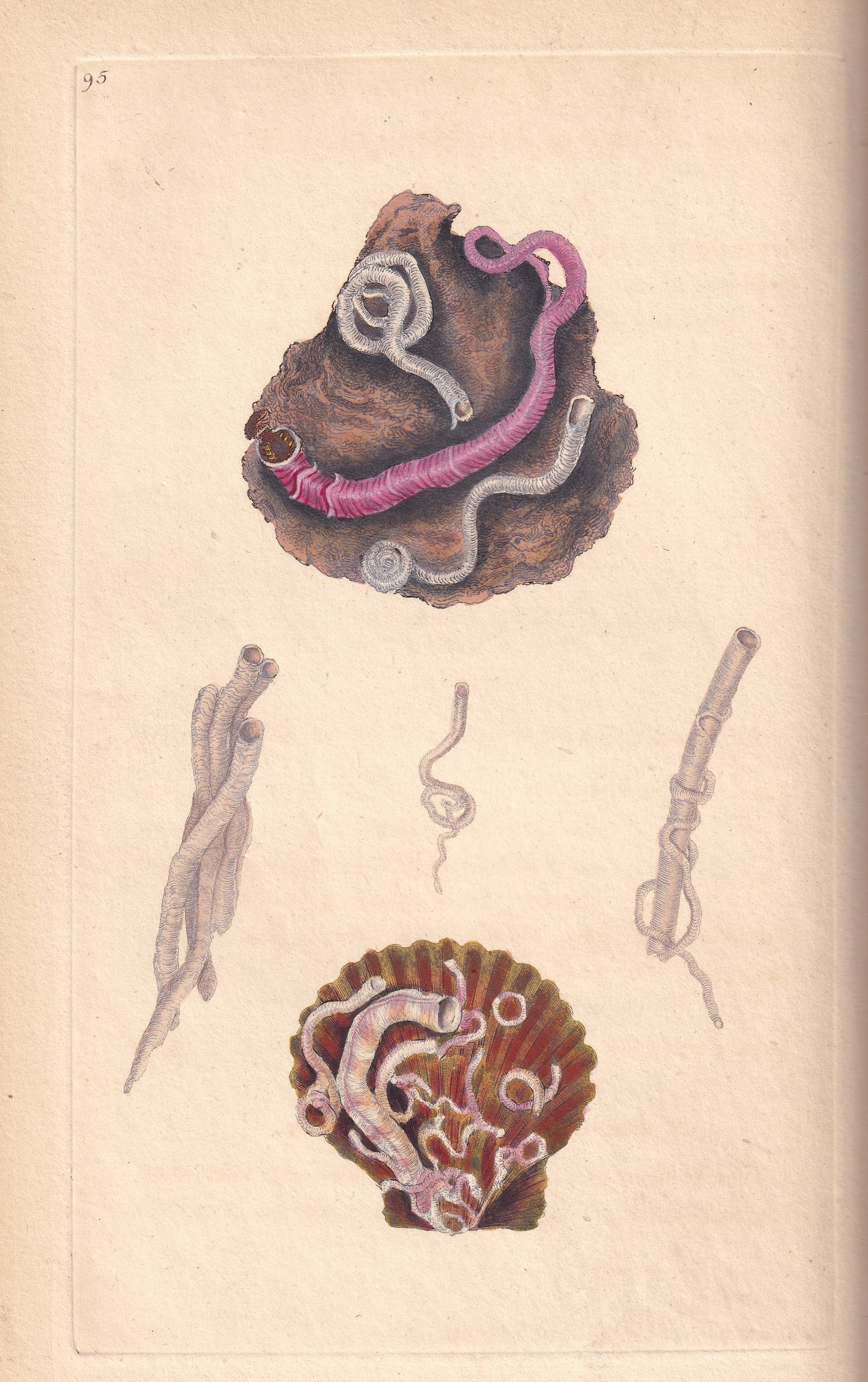Common Serpula