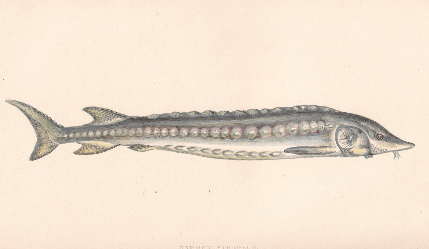 Hand coloured fish prints, Antique fish prints, Vintage fish prints, Original fish prints, Hand-colored ichthyology prints, Fish art prints, Fish lithographs, Fish engravings 