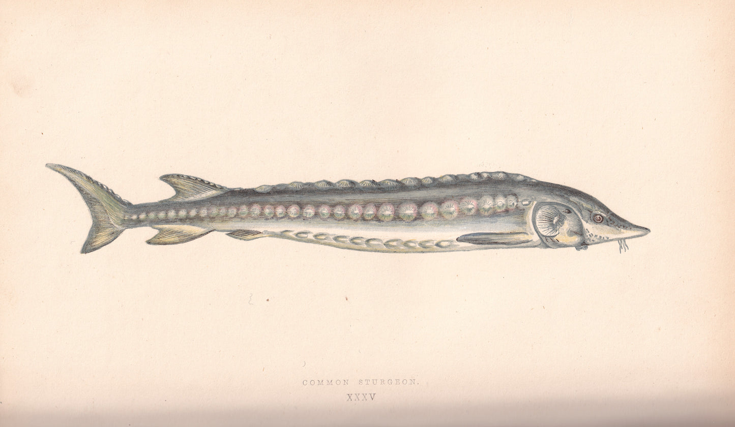 Common Sturgeon