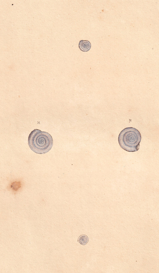 Common Whirl Shell