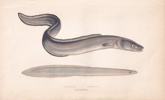 Conger & Morris