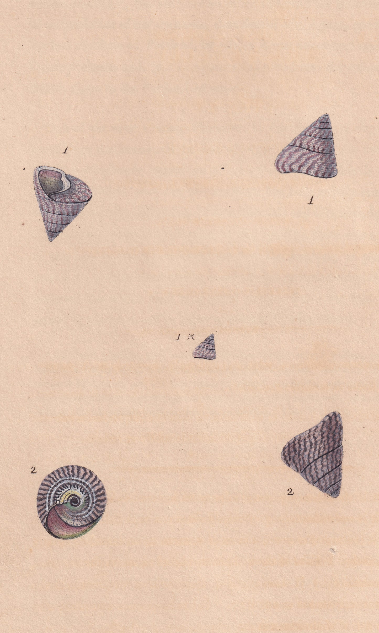 Conic Trochus, Or Top Shell