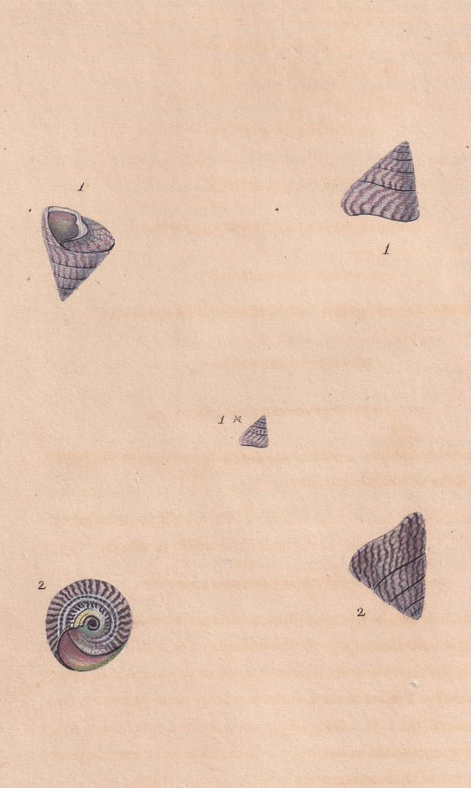 Conic Trochus, Or Top Shell