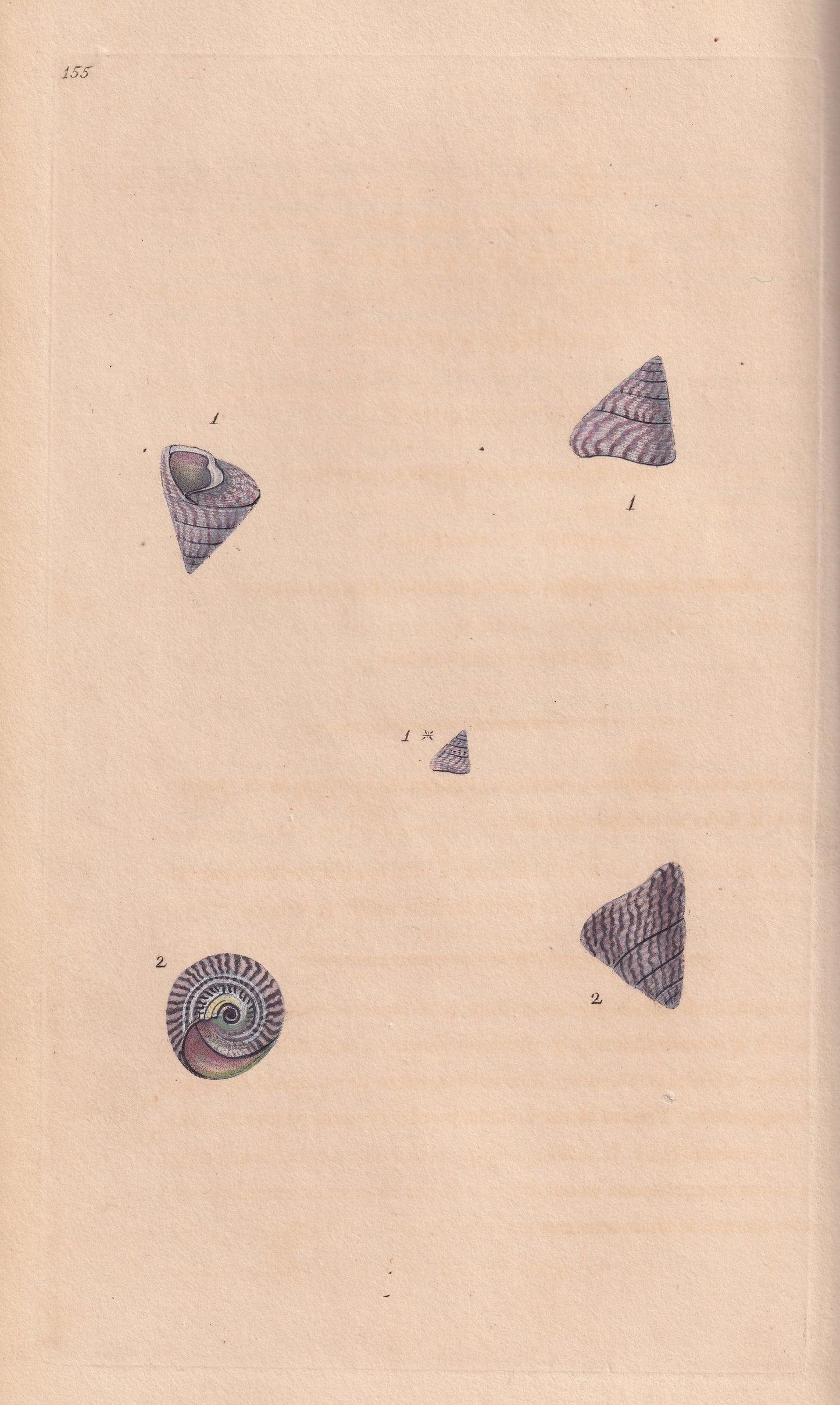 Conic Trochus, Or Top Shell