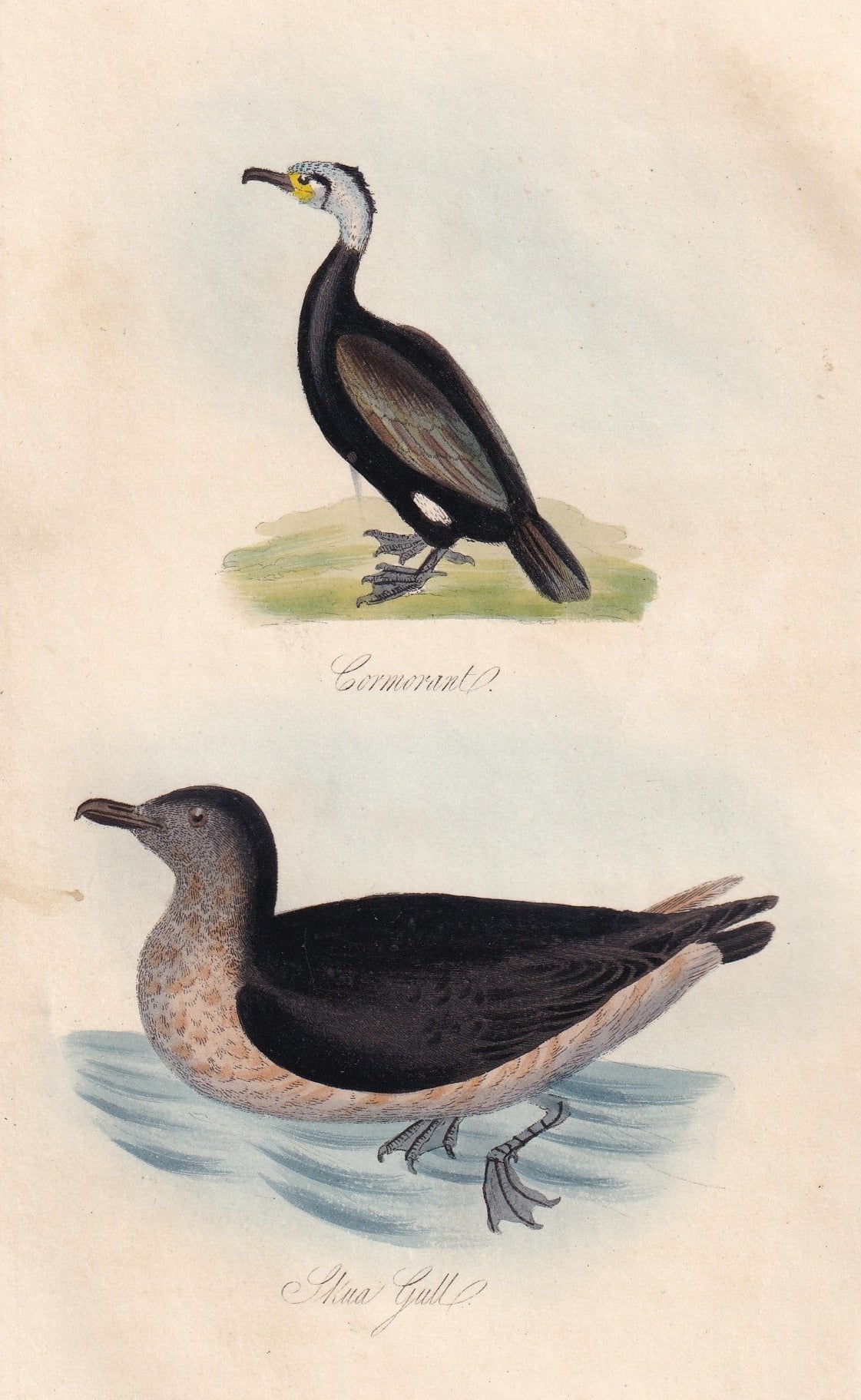 Cormorant and Gull