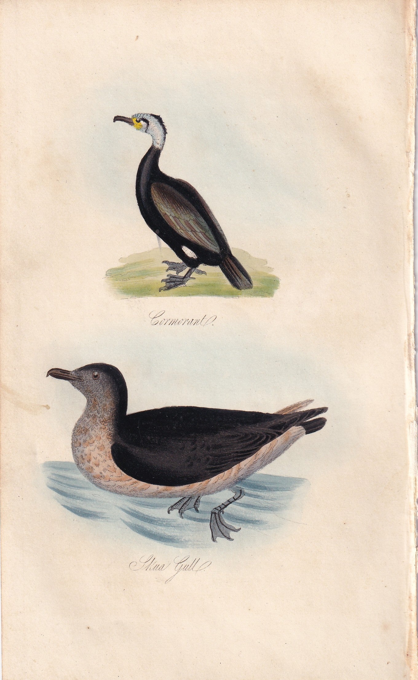 Cormorant and Gull