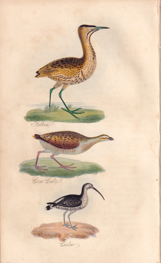 Corn Crake and Curlew