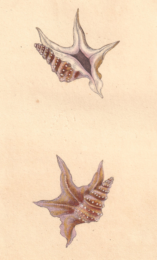 Corvorant's Foot
