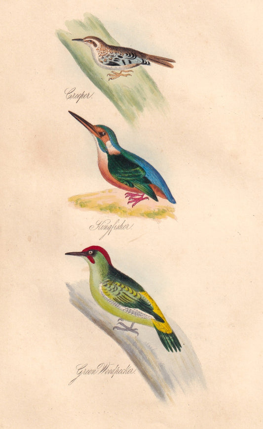 Creeper, Kingfisher and Green Woodpecker
