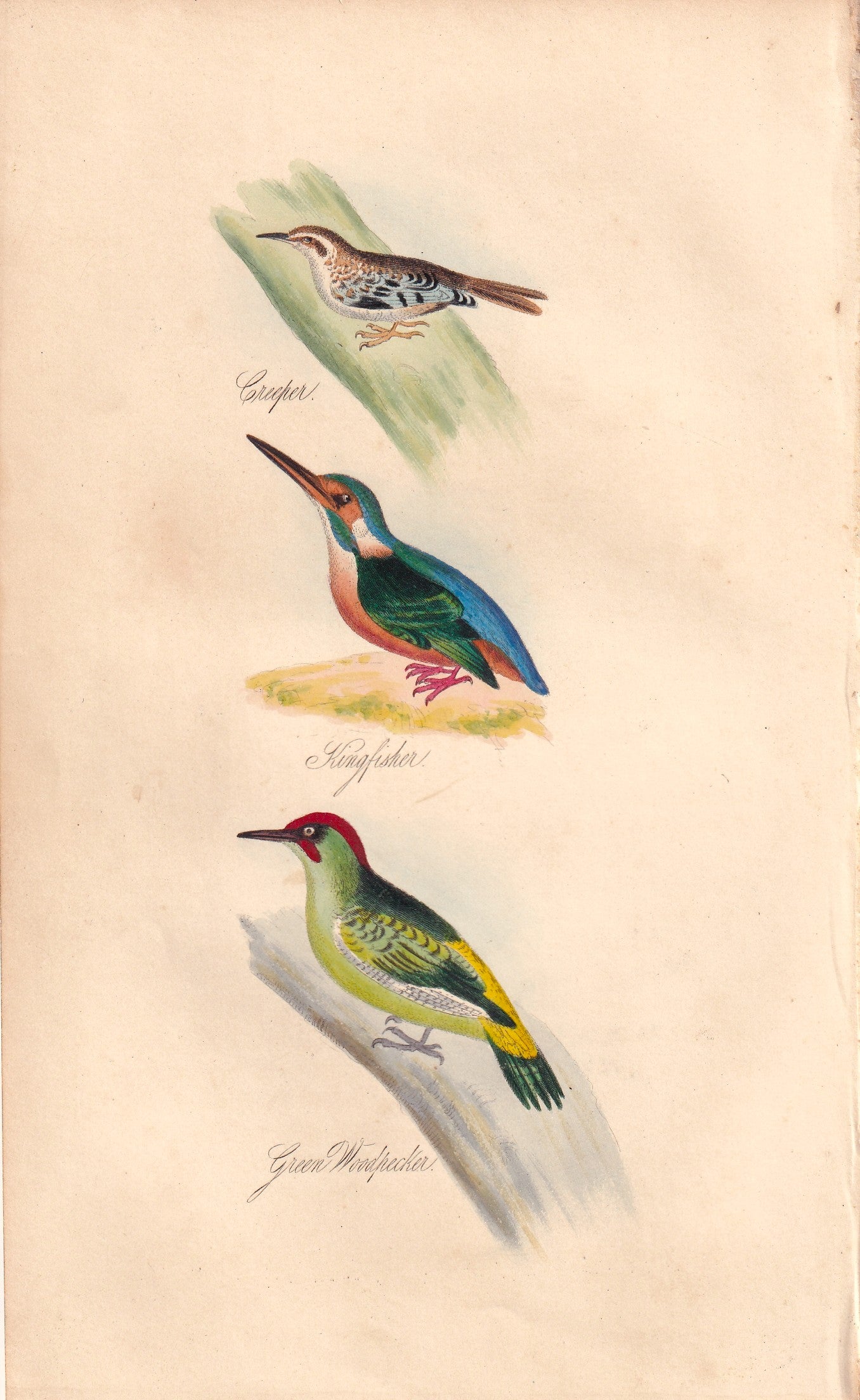 Creeper, Kingfisher and Green Woodpecker