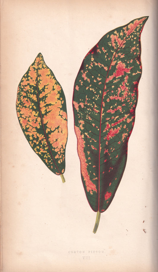 Antique Print, Botanical Print, Botanical Art, Vintage Print, Wall Art, Home Décor, Collectible, Original Print, Engraving, Lithograph, Hand-colored, Victorian, Hand-coloured, 19th Century 