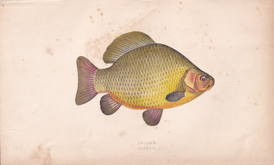 Crucian
