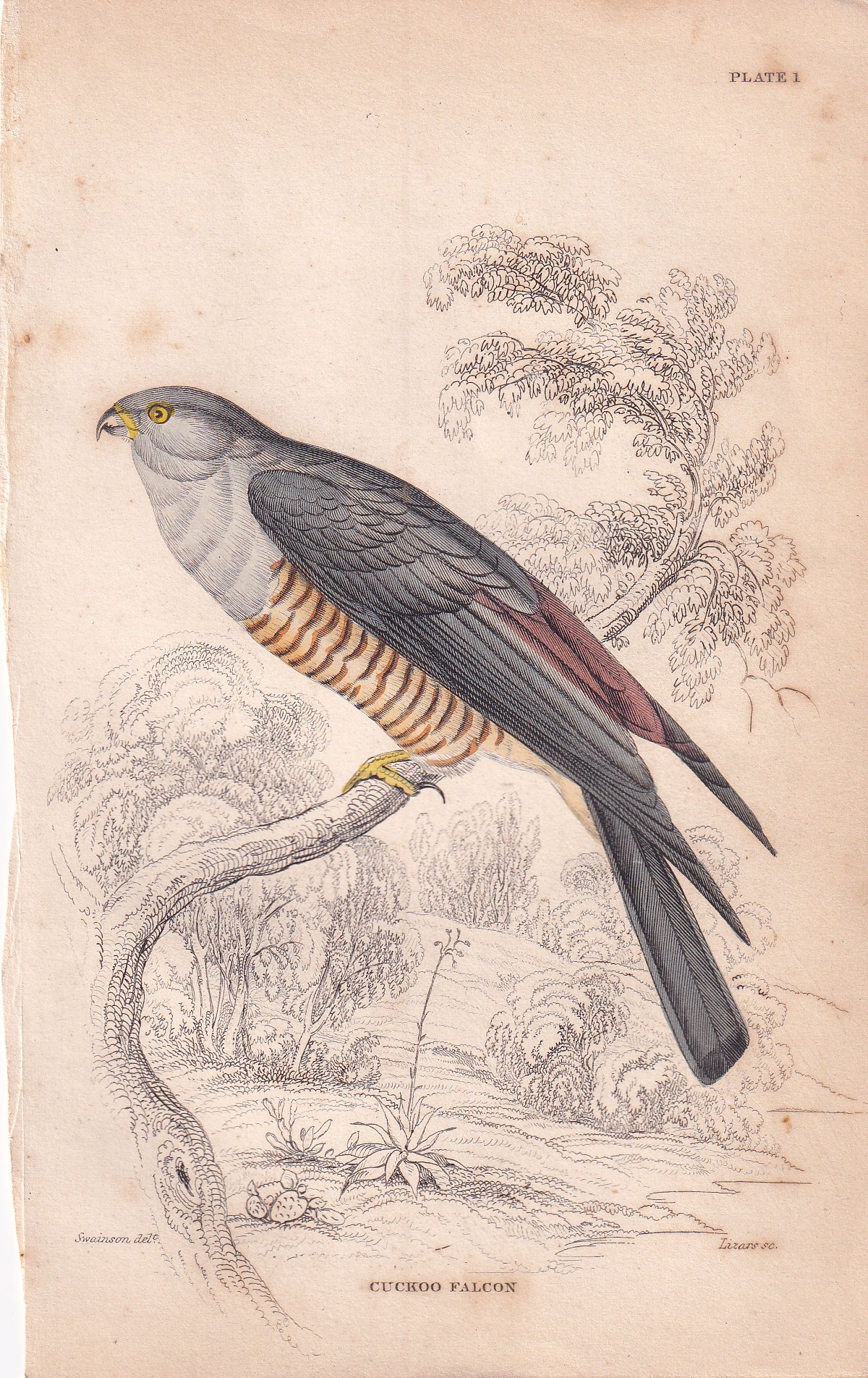 Cuckoo Falcon