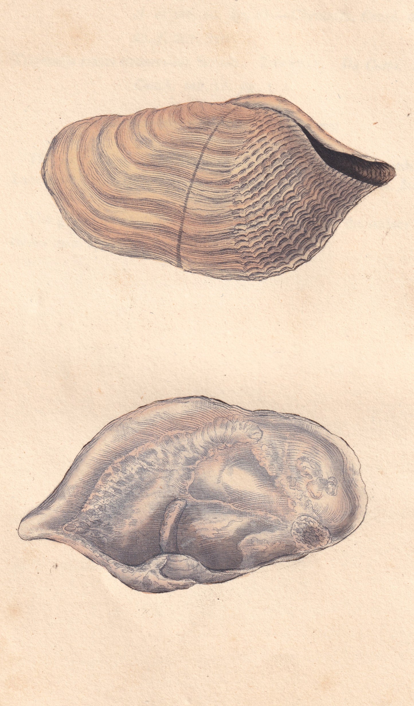 Curled, Or Double-Fronted Piddock