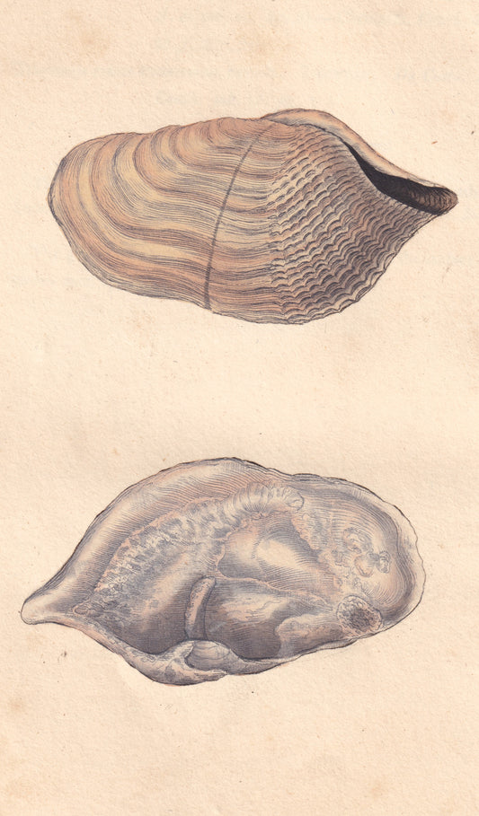 Curled, Or Double-Fronted Piddock