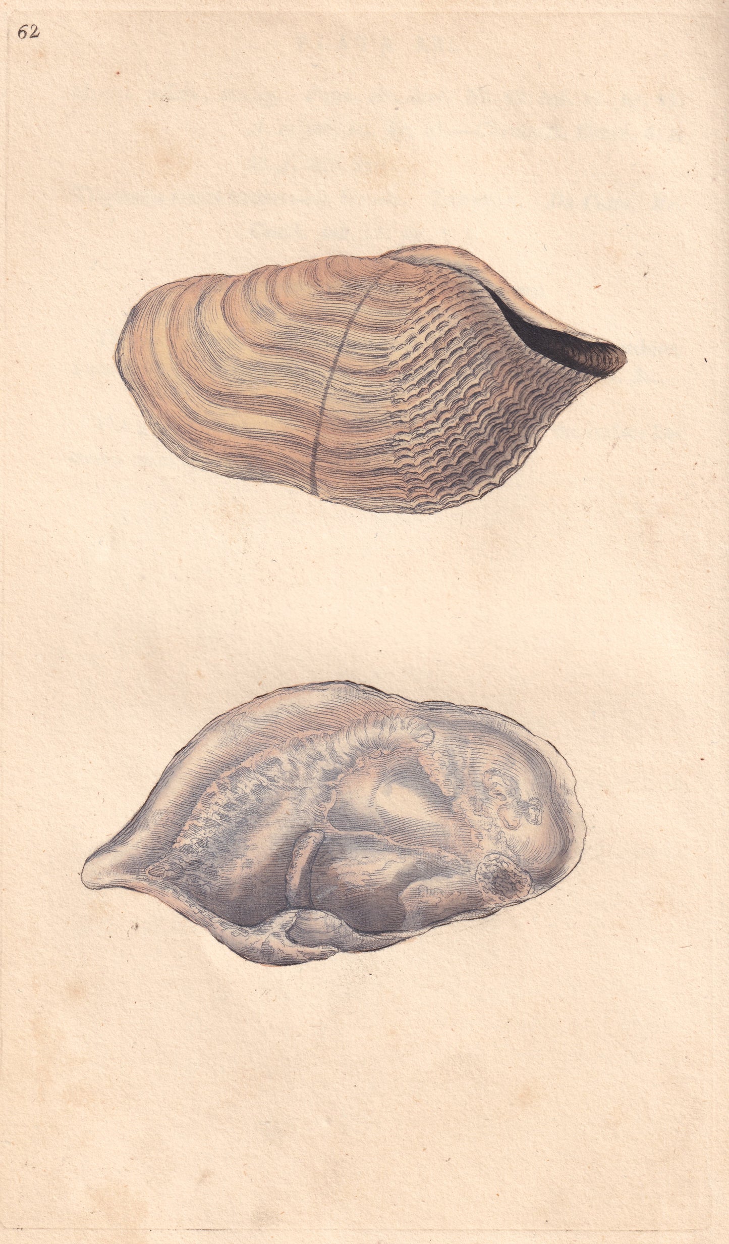 Curled, Or Double-Fronted Piddock