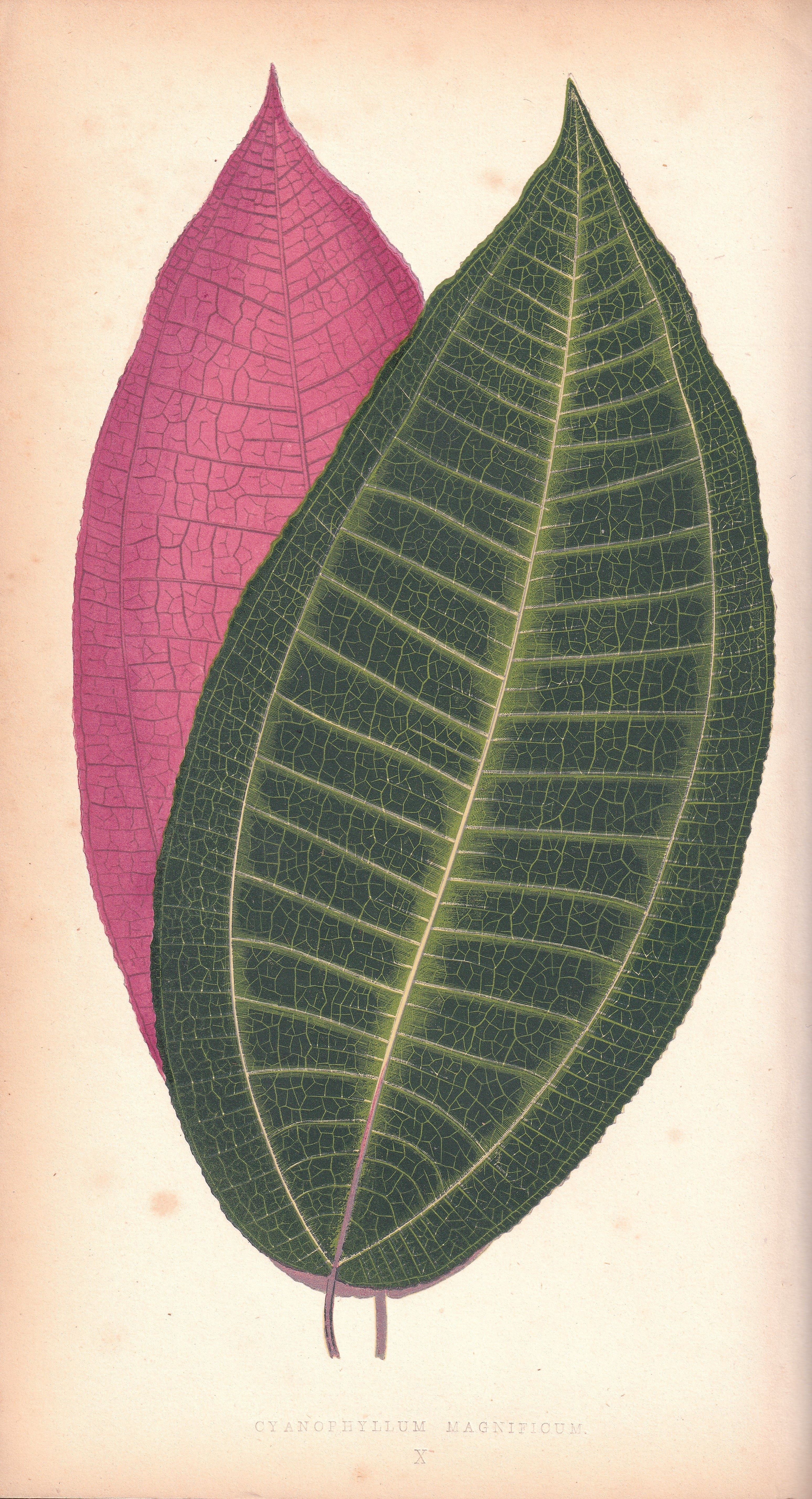 Antique Print, Botanical Print, Botanical Art, Vintage Print, Wall Art, Home Décor, Collectible, Original Print, Engraving, Lithograph, Hand-colored, Victorian, Hand-coloured, 19th Century 