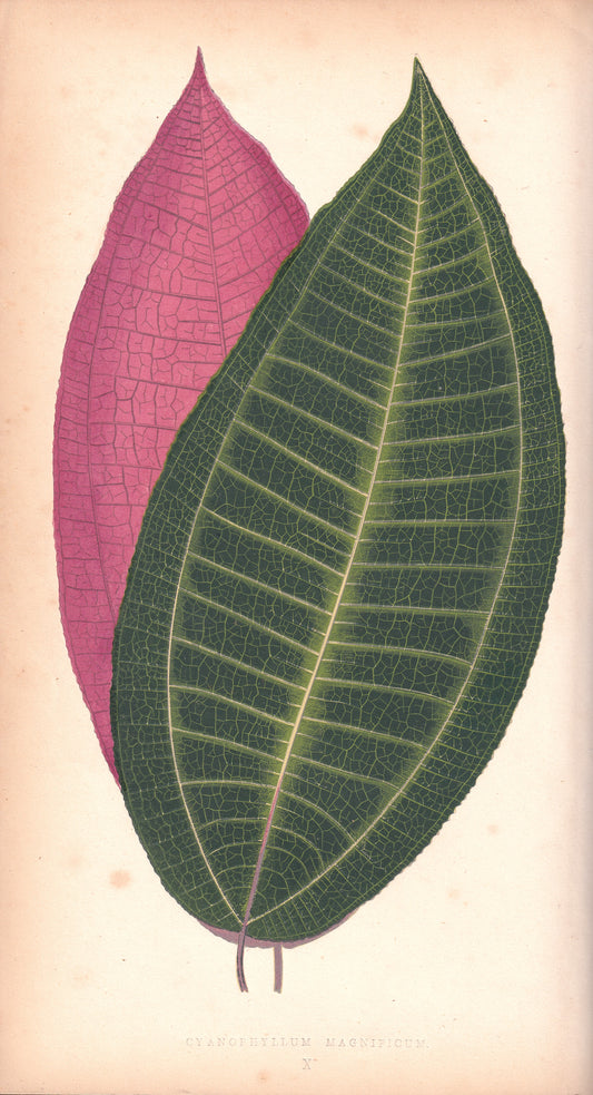 Antique Print, Botanical Print, Botanical Art, Vintage Print, Wall Art, Home Décor, Collectible, Original Print, Engraving, Lithograph, Hand-colored, Victorian, Hand-coloured, 19th Century 