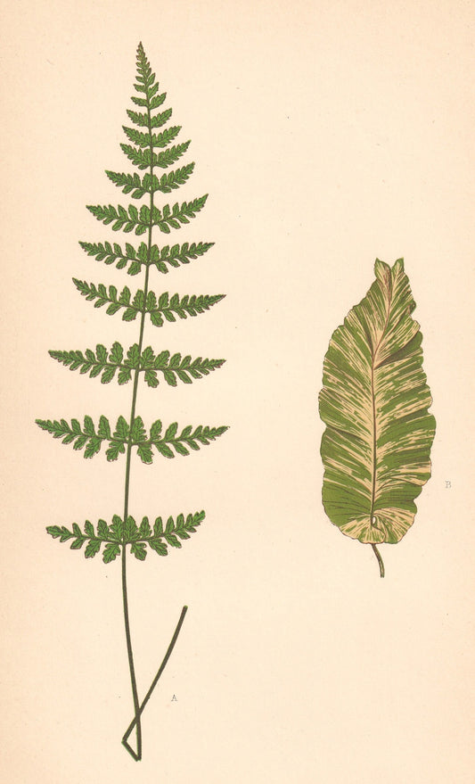 antique botanical prints
vintage botanical prints
botanical prints antique
antique flower prints
vintage flower prints
antique botanical art
vintage botanical art
antique plant prints
vintage plant prints