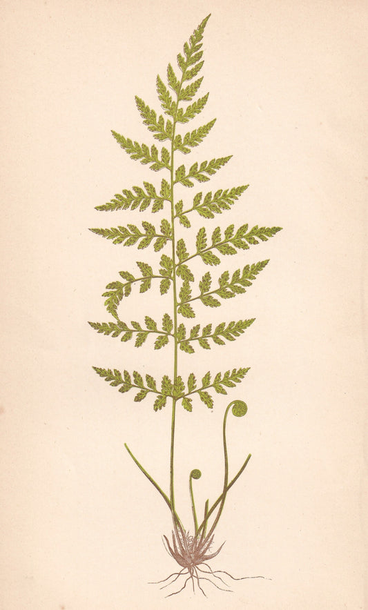 Cystopteris Fragilis