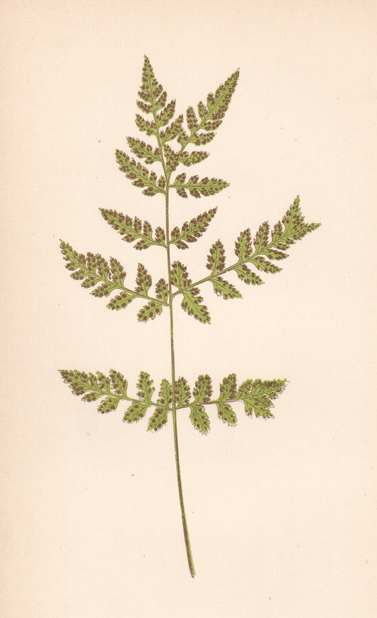 antique botanical prints
vintage botanical prints
botanical prints antique
antique flower prints
vintage flower prints
antique botanical art
vintage botanical art
antique plant prints
vintage plant prints
