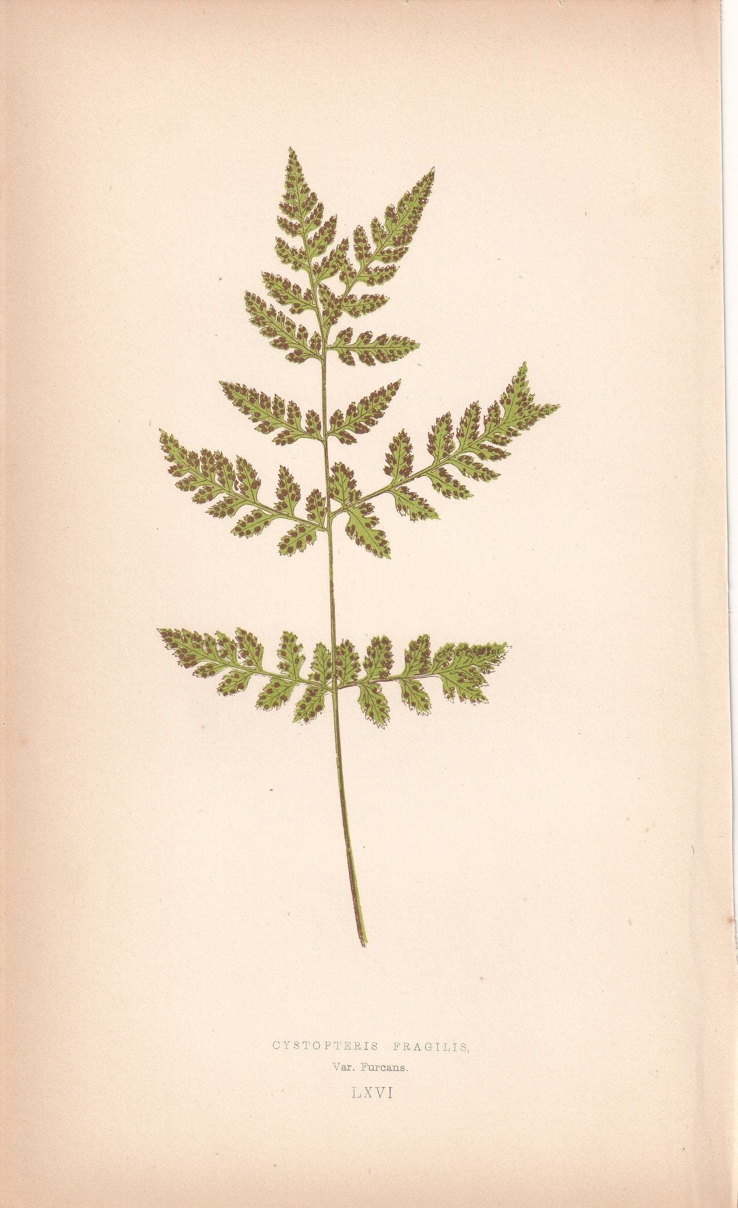 Cystopteris Fragilis Var. Furcans