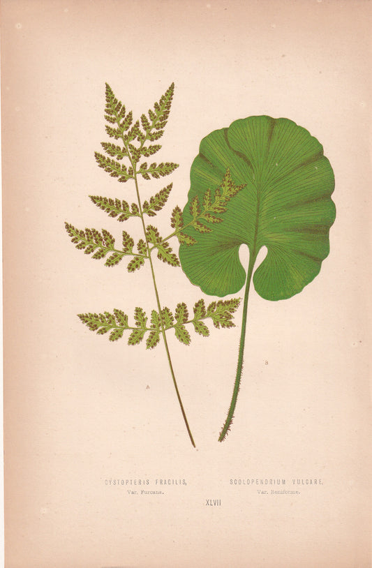 Cystopteris Fragilis, Var Furcans.
