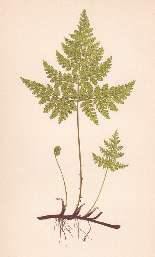 antique botanical prints
vintage botanical prints
botanical prints antique
antique flower prints
vintage flower prints
antique botanical art
vintage botanical art
antique plant prints
vintage plant prints