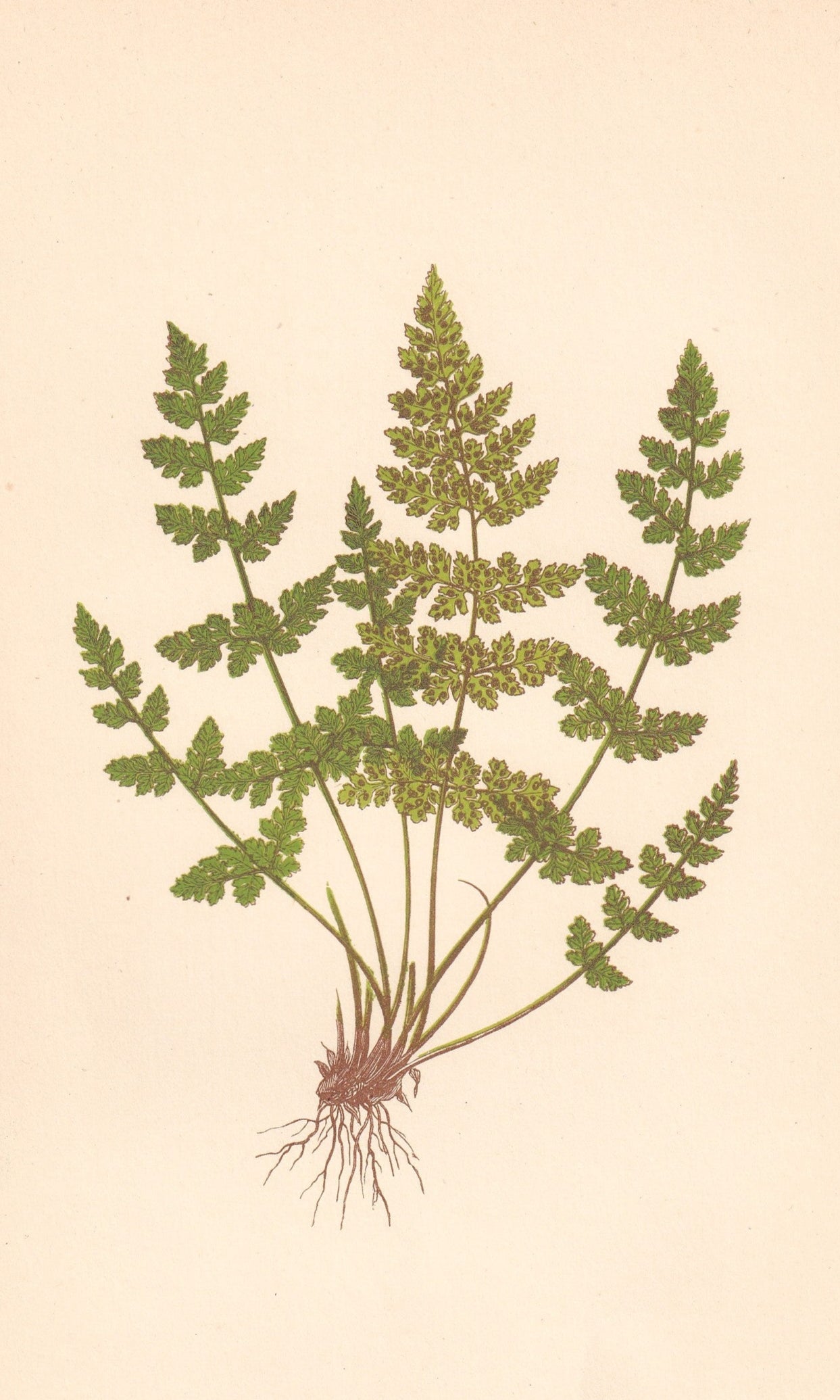 antique botanical prints
vintage botanical prints
botanical prints antique
antique flower prints
vintage flower prints
antique botanical art
vintage botanical art
antique plant prints
vintage plant prints